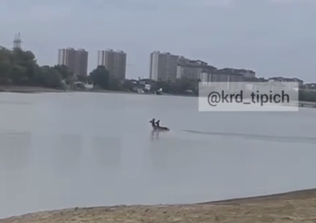 В Краснодаре сняли на видео оленей, переплывающих реку Кубань